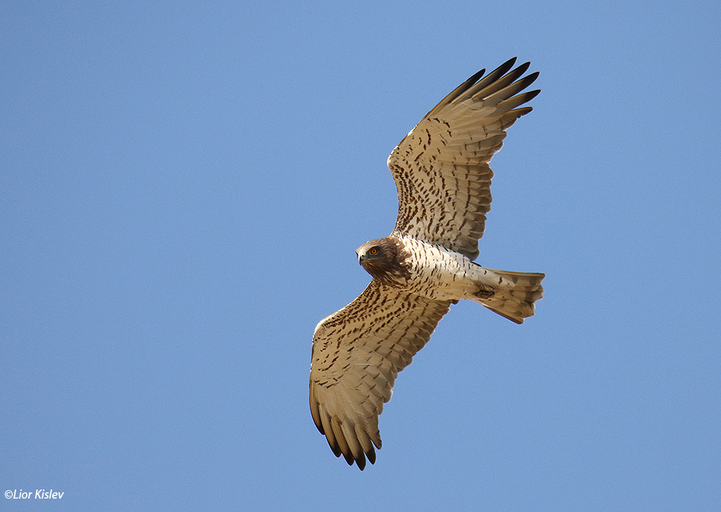 Short Toed Eagle  Circaetus gallicus ,Ramot ,16-04-15 .Lior Kislev